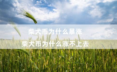 柴犬币为什么暴涨（柴犬币为什么涨不上去）
