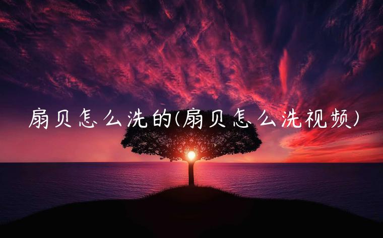 扇贝怎么洗的(扇贝怎么洗视频)