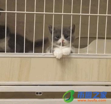 宠物可以上火车吗（12306宠物托运价格表）
