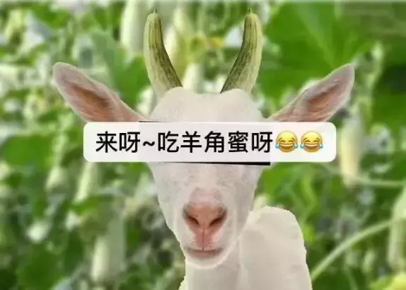羊角蜜什么时候种（羊角蜜什么时间种）
