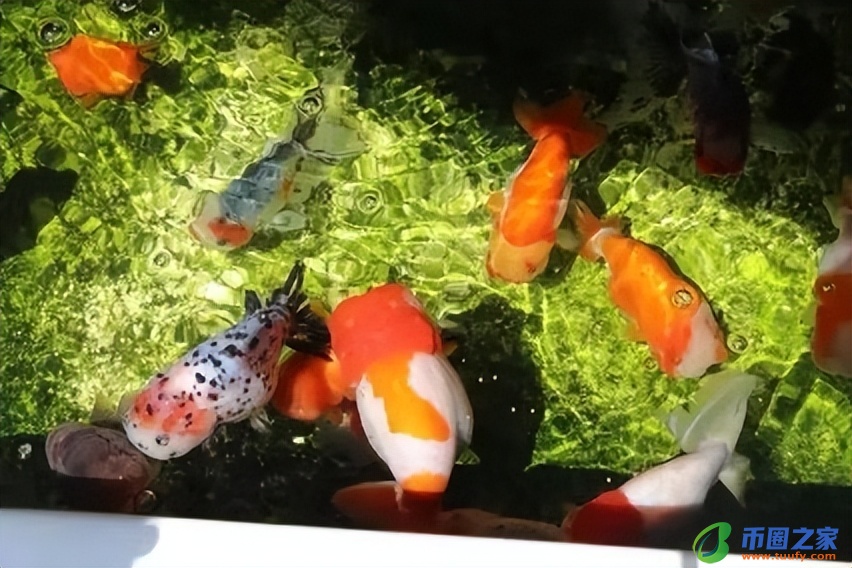 鱼尾巴烂了怎么办（鱼烂尾怎么治疗最快）