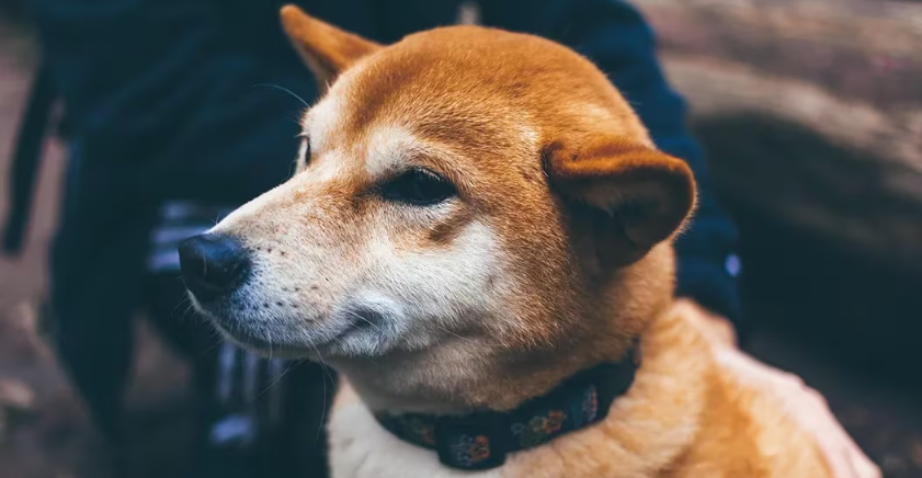 Shiba Inu采用技术为SHIB币持有者带来更多隐私