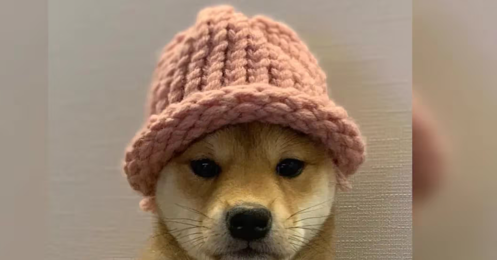WIF币行情飙升48%，表现优于BONK、DOGE币行情