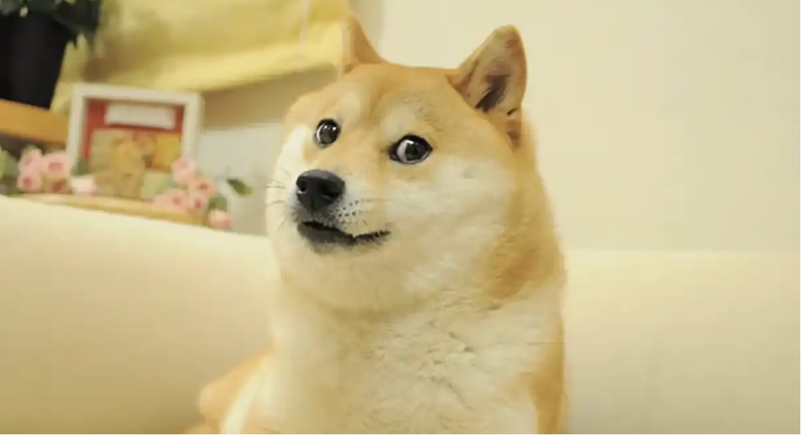 MyDoge钱包背后的狗狗币开发团队提交ZK升级提案插图 MyDoge钱包背后的狗狗币开发团队提交ZK升级提案